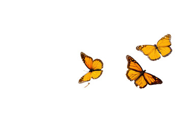 Three vibrant yellow butterflies in flight against a black background
