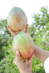 Fresh Ripe Mangoes in Hands Outdoors - Sichuan Panzhihua Tropical Fruit Harvest