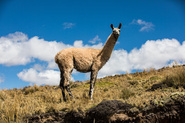 Fototapeta premium Guanaco