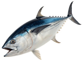 Magnificent Tuna Fish Detailed Close Up