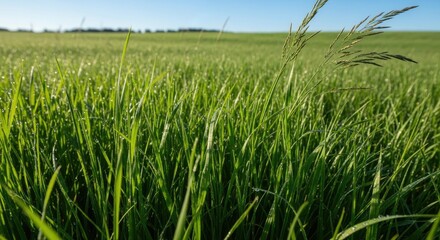 Obraz premium A vibrant green field of tall grass with dew drops on the blades, set against a clear blue sky.