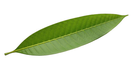 Obraz premium Single Green Mango Leaf with Veins tropical plant isolated on a transparent background
