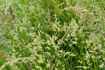 Isolated grass blades with seeds against a blurred meadow background, representing natural textures and wild vegetation.