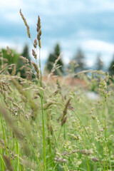 Detail view of wild grasses with blurred depth of field, highlighting the delicate structure of seed heads in a meadow.