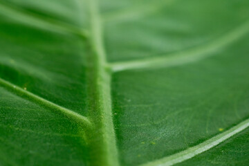 太い葉脈のある緑の葉のクローズアップ
