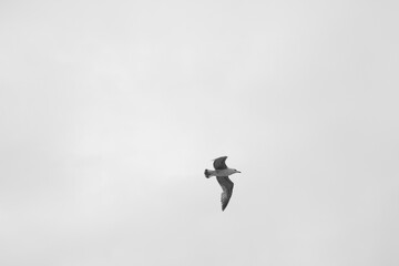 Bird in the sky flying