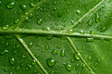 水滴のついた緑の葉のクローズアップ