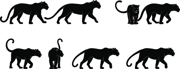 Silhouettes of black panthers walking various poses big cats wildlife jungle predator stealthy feline animal vector illustration