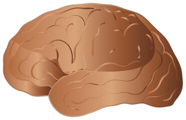 Bronze Human Brain Organ