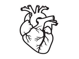 Scientific Anatomical Heart Graphic in Detailed Vector Artwork