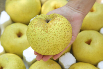 Fresh Golden Asian Pear in Hand with Crown Pattern Display Material