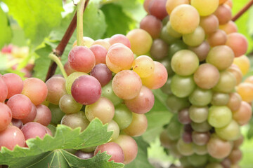 Ripening Grape Clusters on Vineyard Vines in Xinjiang China During Harvest Season