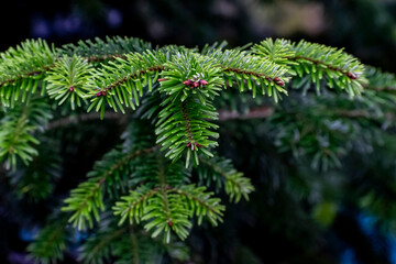 natural fir branches without decorations for a Christmas background, selective focus. forest green backdrop