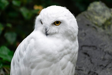 the snowy owl (Bubo scandiacus), also known as the Arctic owl, close-up with large yellow eyes and a predatory beak, selective focus. white winter bird for Christmas background 