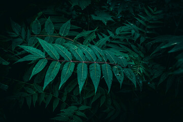 A close up of dark green Sumac tree leaves with rain drops