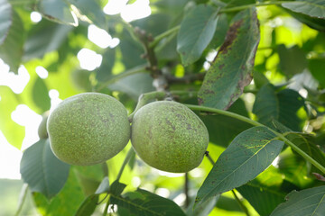 Fresh Green Walnuts with Skins Growing on Tree in Xinjiang China