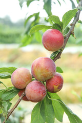 Fresh Ripe Plums Growing on Tree Branch in Orchard - Natural Fruit Agriculture