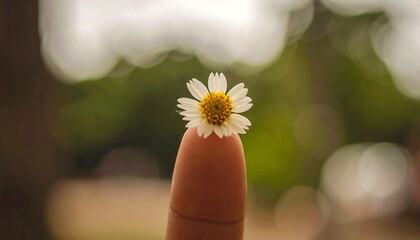 Close-up of a small white flower on a fingertip