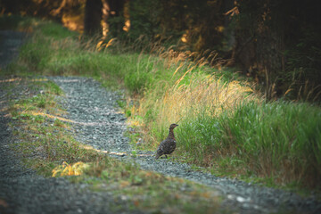 on the forest path at a autumn morning - a capercaillie hen, tetrao urogallus, a vulnerable bird species