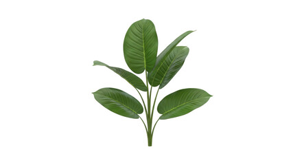 Isolated tropical foliage, botanical plant branch with glossy green leaves, plant stem