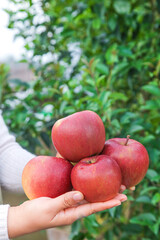 Fresh Aksu Apples from Xinjiang Yanyuan - Hand Holding Red Sweethearts Fruit in Orchard