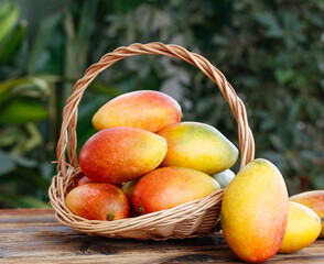 Fresh Ripe Hainan Guifei Mangoes in Wicker Basket - Premium Chinese Tropical Fruit Harvest