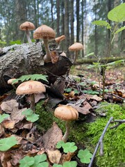 Honey mushrooms grow on a fallen tree in the forest