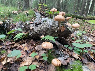 Honey mushrooms grow on a fallen tree in the forest