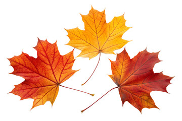 Obraz premium Isolated PNG of autumn maple leaves in orange, yellow, and red colors on transparent background.