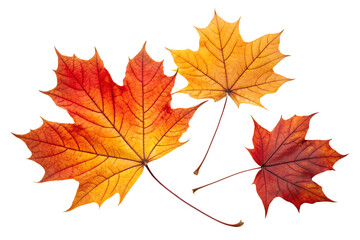Obraz premium Isolated PNG of autumn maple leaves in orange, yellow, and red colors on transparent background.