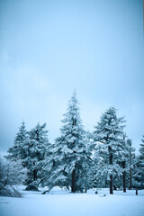 Obraz premium snow covered trees
