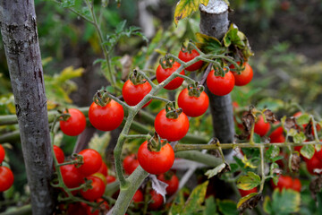 Beautiful red ripe cherry tomatoes