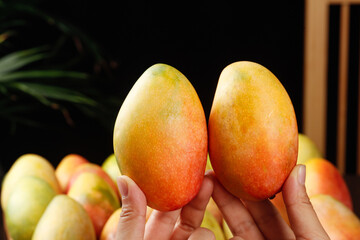 Ripe Hainan Guifei Mangoes in Hands - Fresh Tropical Fruit Harvest from China