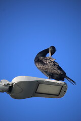 double-crested cormorant preening on an LED street lamp