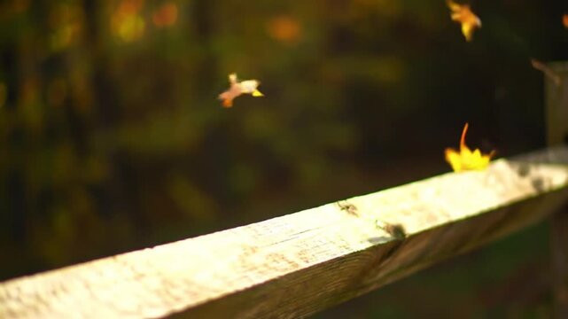 Falling autumn leaves gently land on a rustic wooden fence rail with a soft-focus forest background.