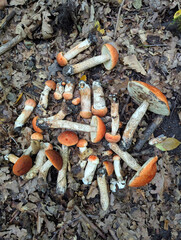 Edible picked aspen mushrooms in the forest, view from above. Beautiful natural background with brightly colored mushrooms and dry oak leaves. Mushroom picking.