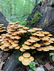Edible honey fungus (Kuehneromyces mutabilis) grows on a tree in the forest. Mushroom picking.