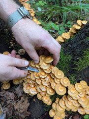 Edible honey fungi (Kuehneromyces mutabilis) grow on a tree in the forest. A man's hands cut the mushrooms with a knife. Mushroom picking.