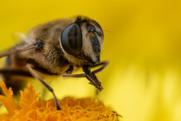 fliege © Jonas
