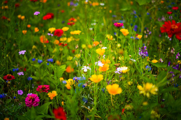 field of flowers