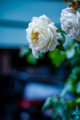 bouquet of roses
