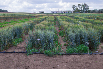 Experimental wheat plots