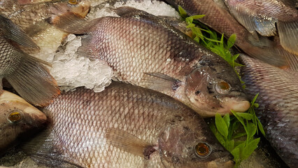 Tilapia fish with the scientific name Oreochromis niloticus. Displayed frozen for sale.