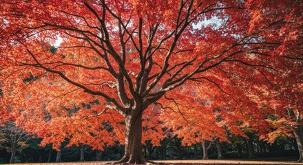 Vibrant fall foliage surrounds a large, mature tree