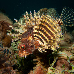 Dendrochirus brachypterus, the dwarf lionfish, or shortspine scorpionfish at a Red Sea coral reef. Picture from Hurghada, Egypt
