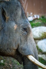 Obraz premium The Elephant eyes watching a danger situation