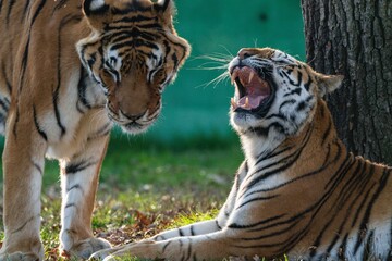 The Female Tiger Reject A Male Tiger