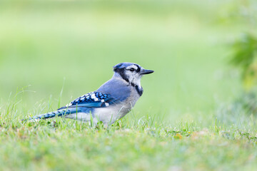 Selective focus side view of Northern blue jay standing in lawn, with soft focus pale green background, Sainte-Pétronille, Island of Orleans, Québec, Canada