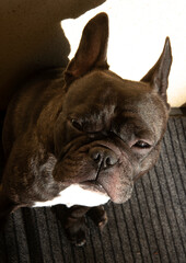 Bouledogue français