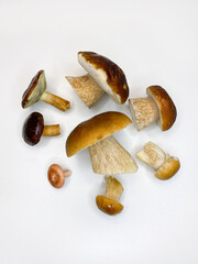 Wild Foraged Mushroom selection isolated on white background, with shadow.
